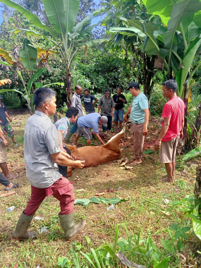 Semarak Idul Adha 1447 H di Nagari Mungo, Pelaksanaan Qurban Berlangsung Khidmat dan Penuh Kebersamaan